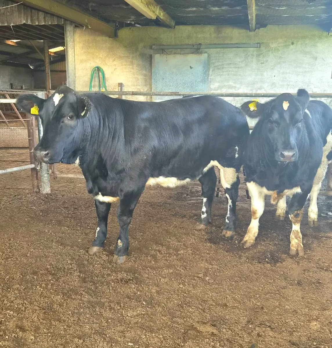Heifer weanling - Image 2
