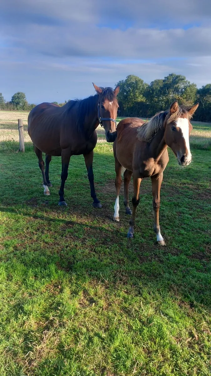 Mare and foal