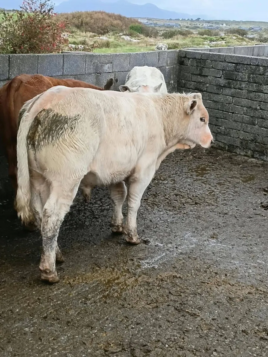 October 2nd Bull Weanling Show & Sale – 12pm - Image 3
