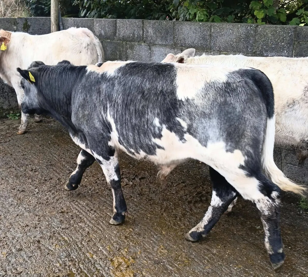 October 2nd Bull Weanling Show & Sale – 12pm - Image 4