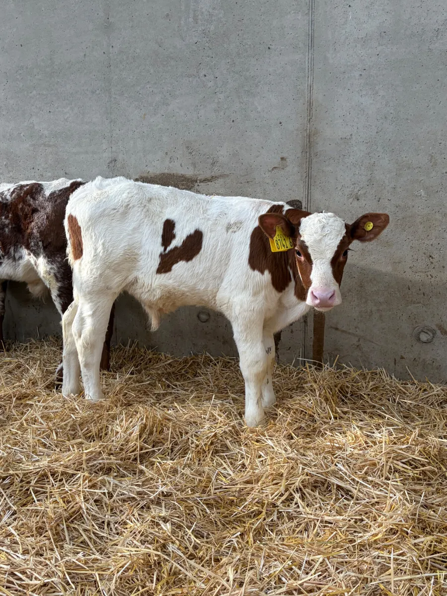 5 Bull Calves - Image 3