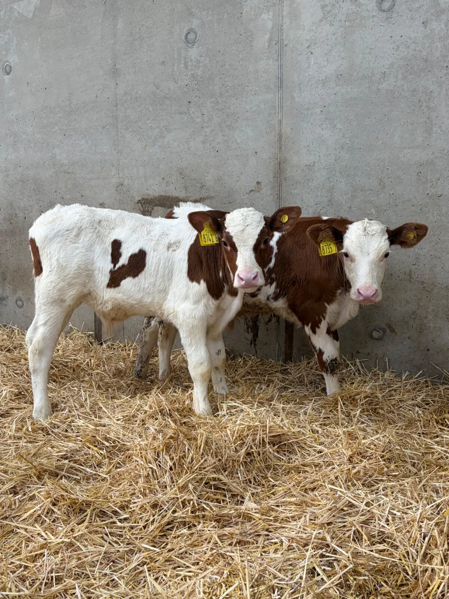 5 Bull Calves - Image 4