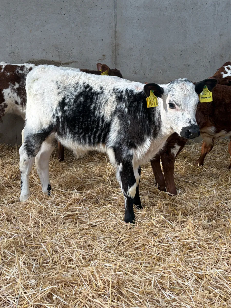 5 Bull Calves - Image 2