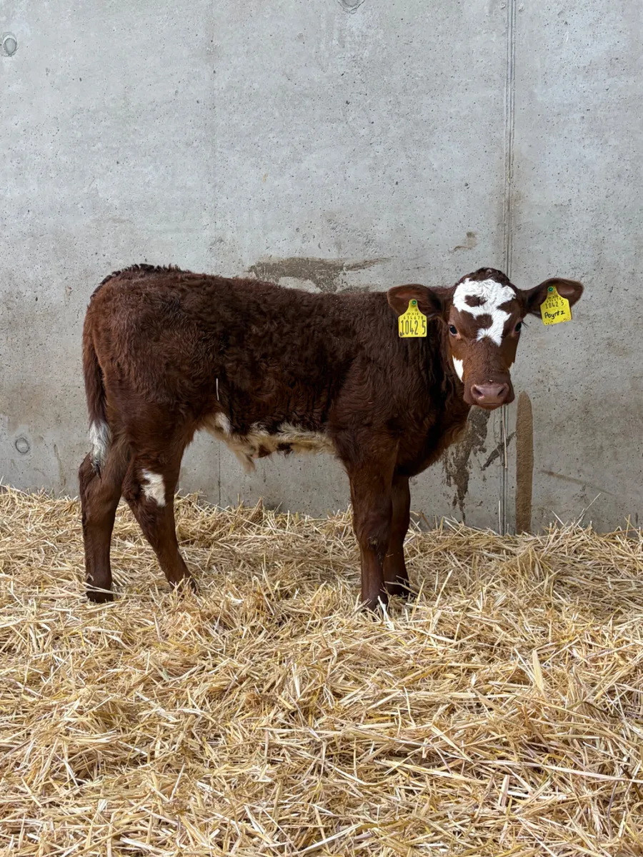 5 Bull Calves - Image 1