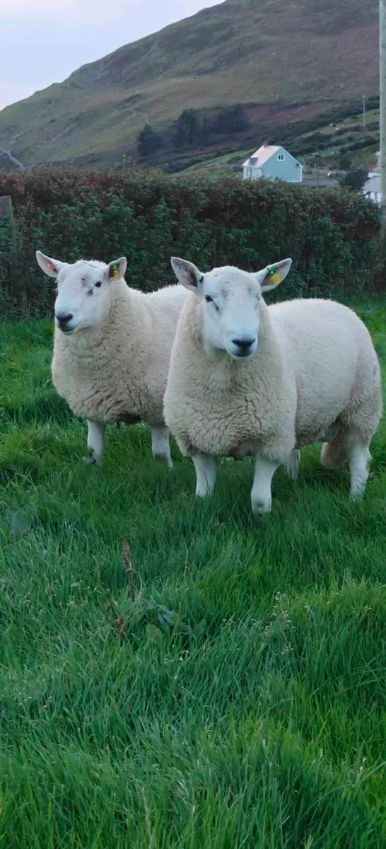 Cheviot rams for sale - Image 1
