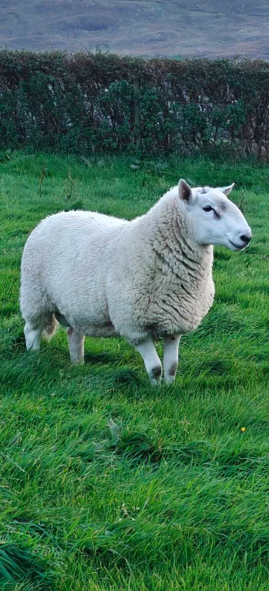 Cheviot rams for sale - Image 2