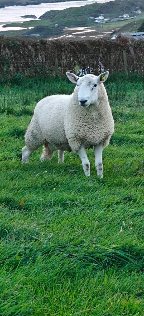 Cheviot rams for sale - Image 3