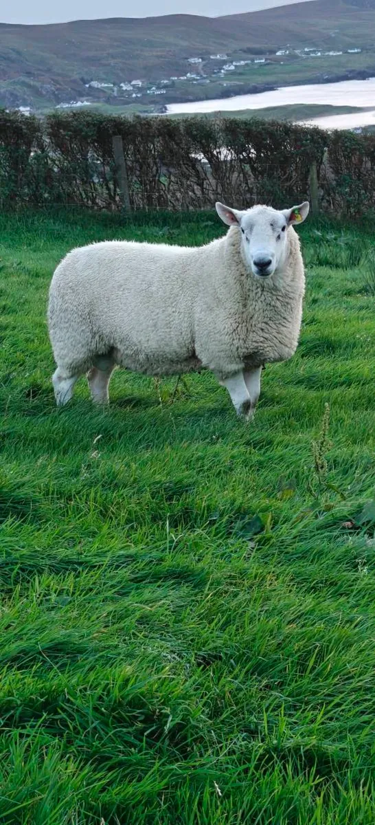 Cheviot rams for sale - Image 4