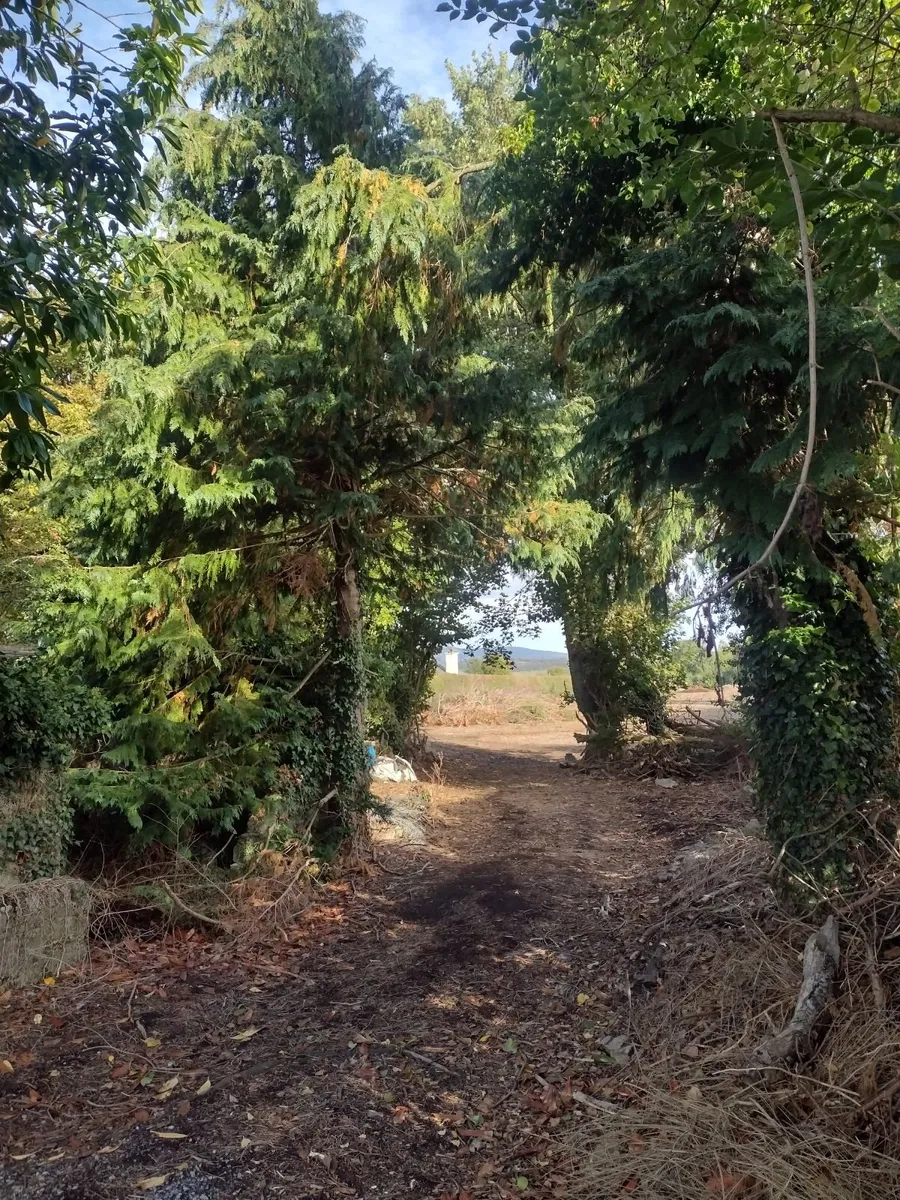 Standing trees for sale for firewood €1000 - Image 2