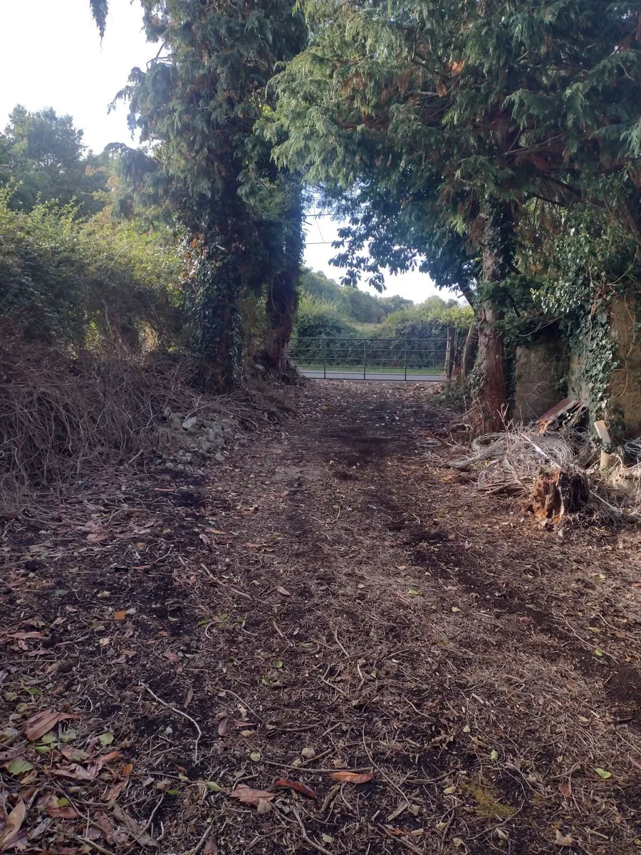 Standing trees for sale for firewood €1000 - Image 4