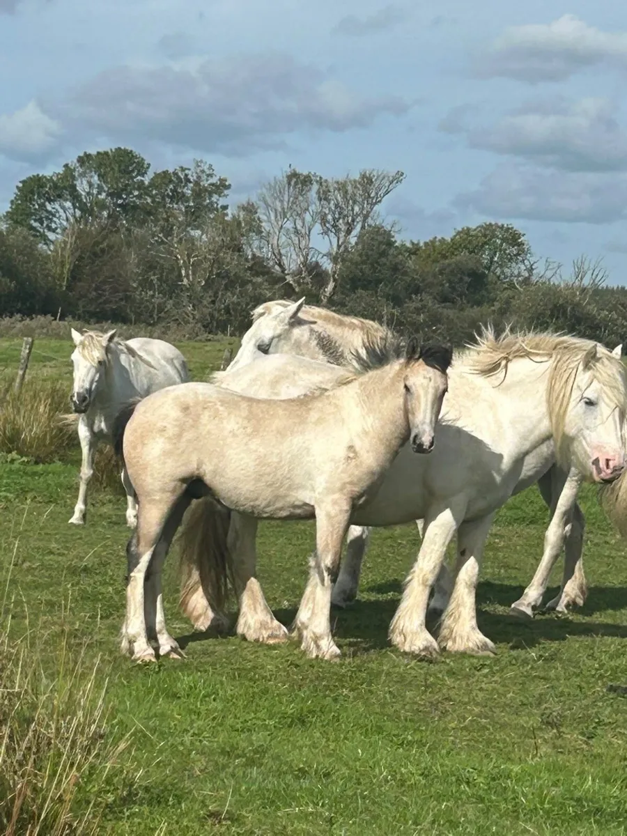Horse