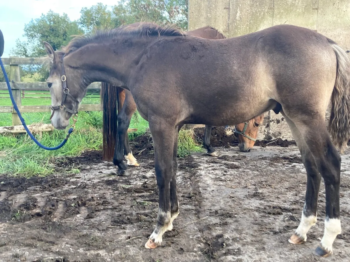 Colt foal by Avalon Outcast - Image 1