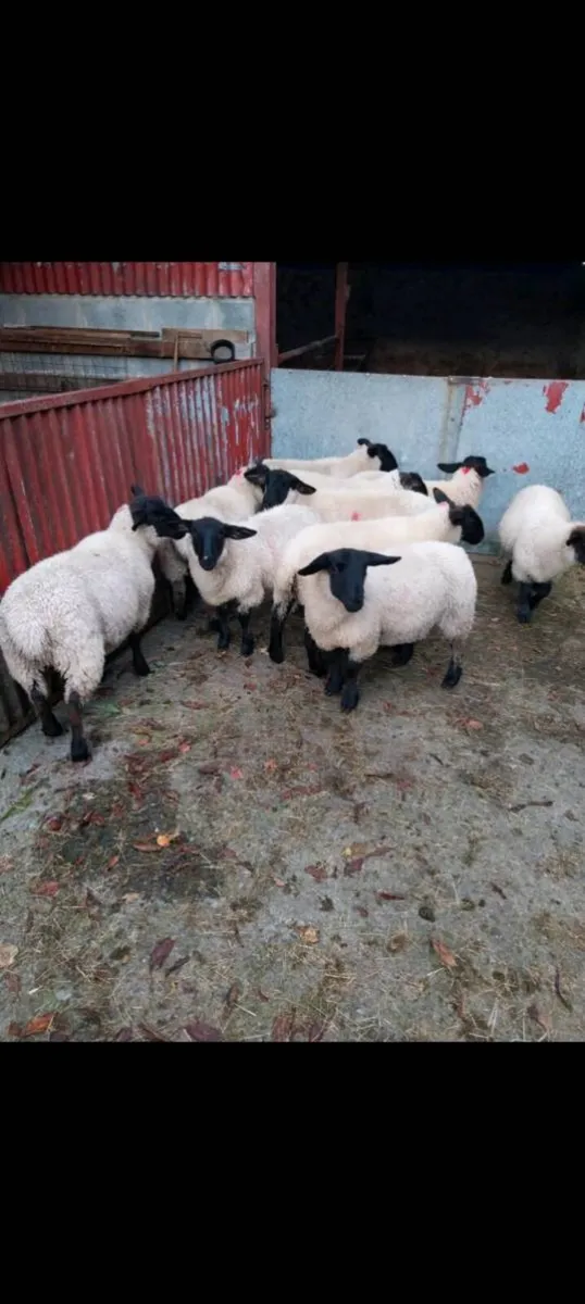Suffolk Ewe Lambs - Image 2