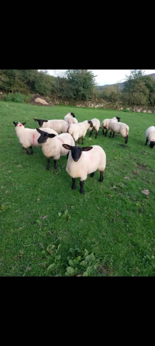 Suffolk Ewe Lambs - Image 1