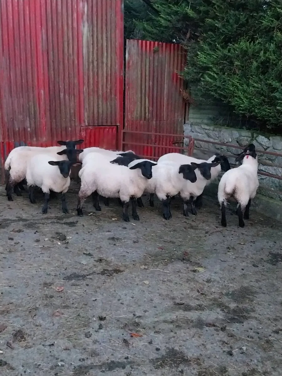 Suffolk Ewe Lambs - Image 4