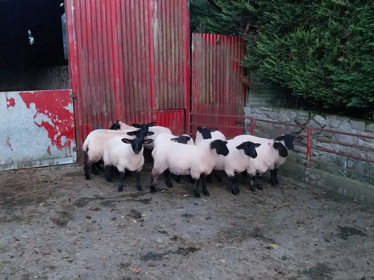 Suffolk Ewe Lambs - Image 3
