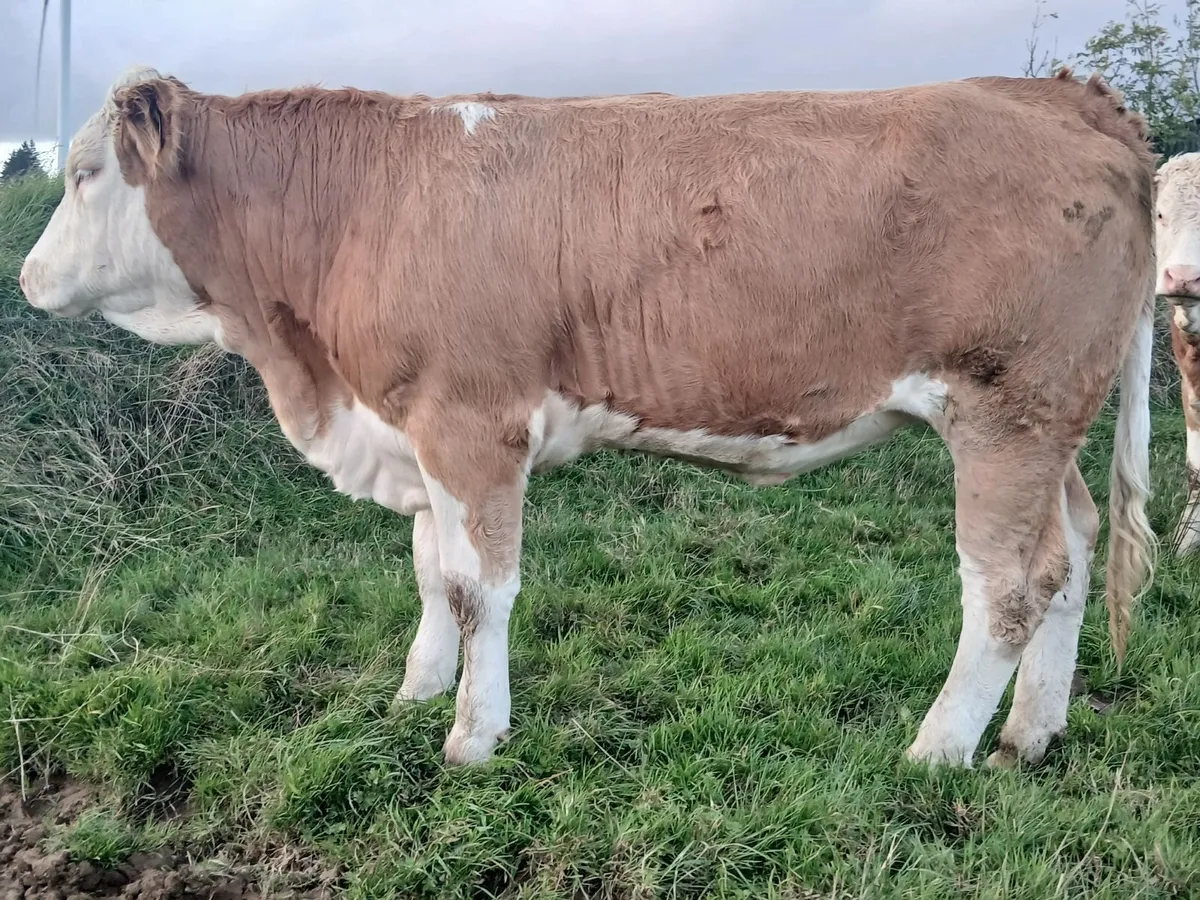 Livestock - Image 3