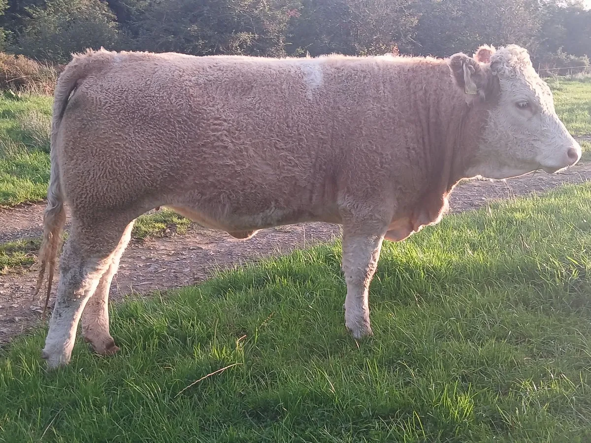 Livestock - Image 4
