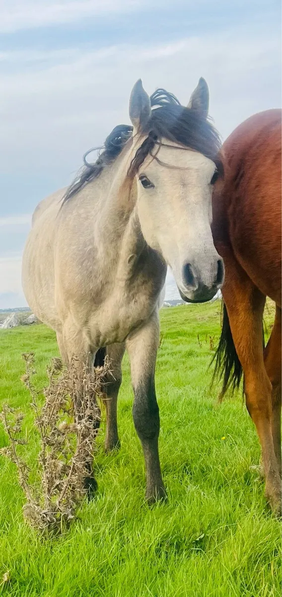 Connemara yearlings - Image 1
