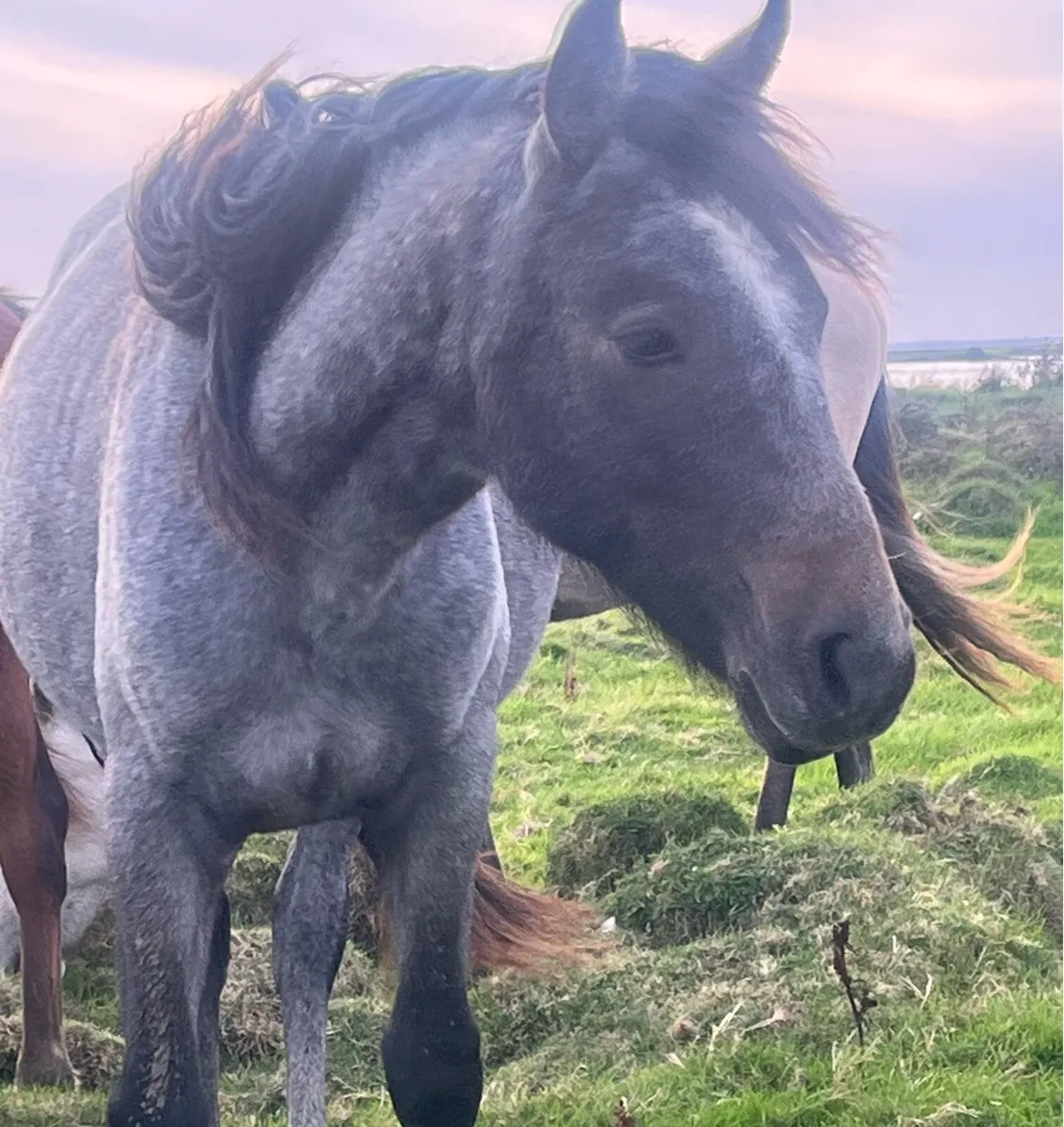 Connemara yearlings - Image 2