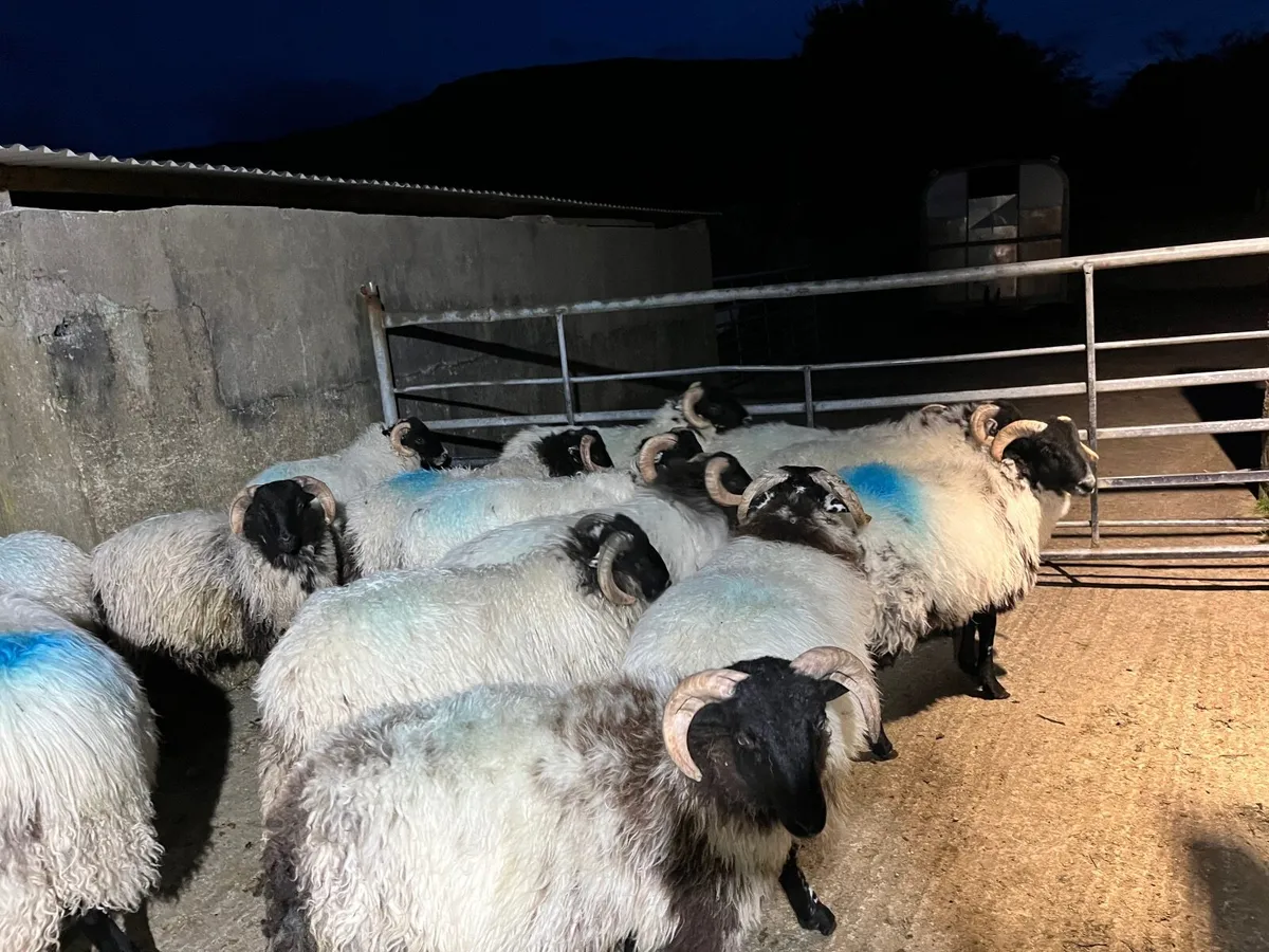 Ram lambs - Image 2