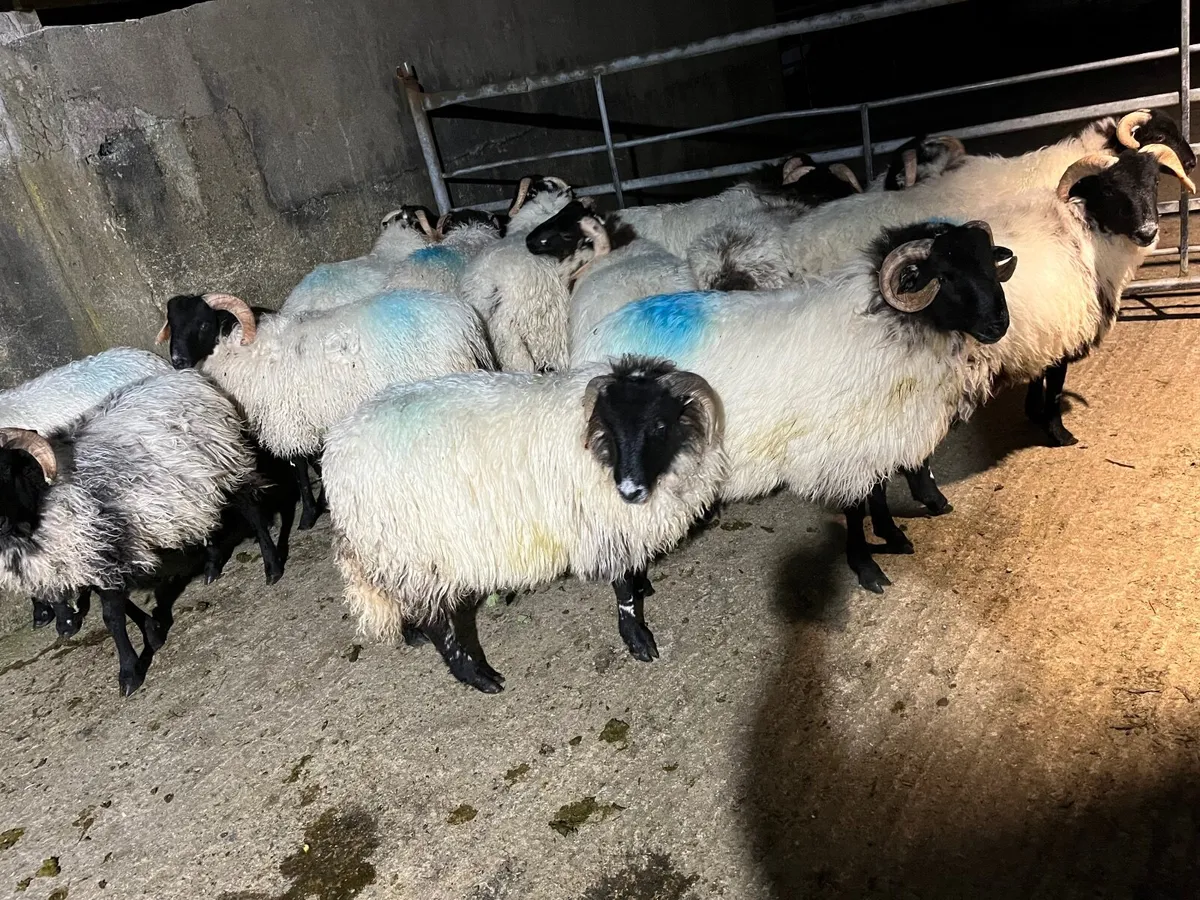 Ram lambs - Image 1