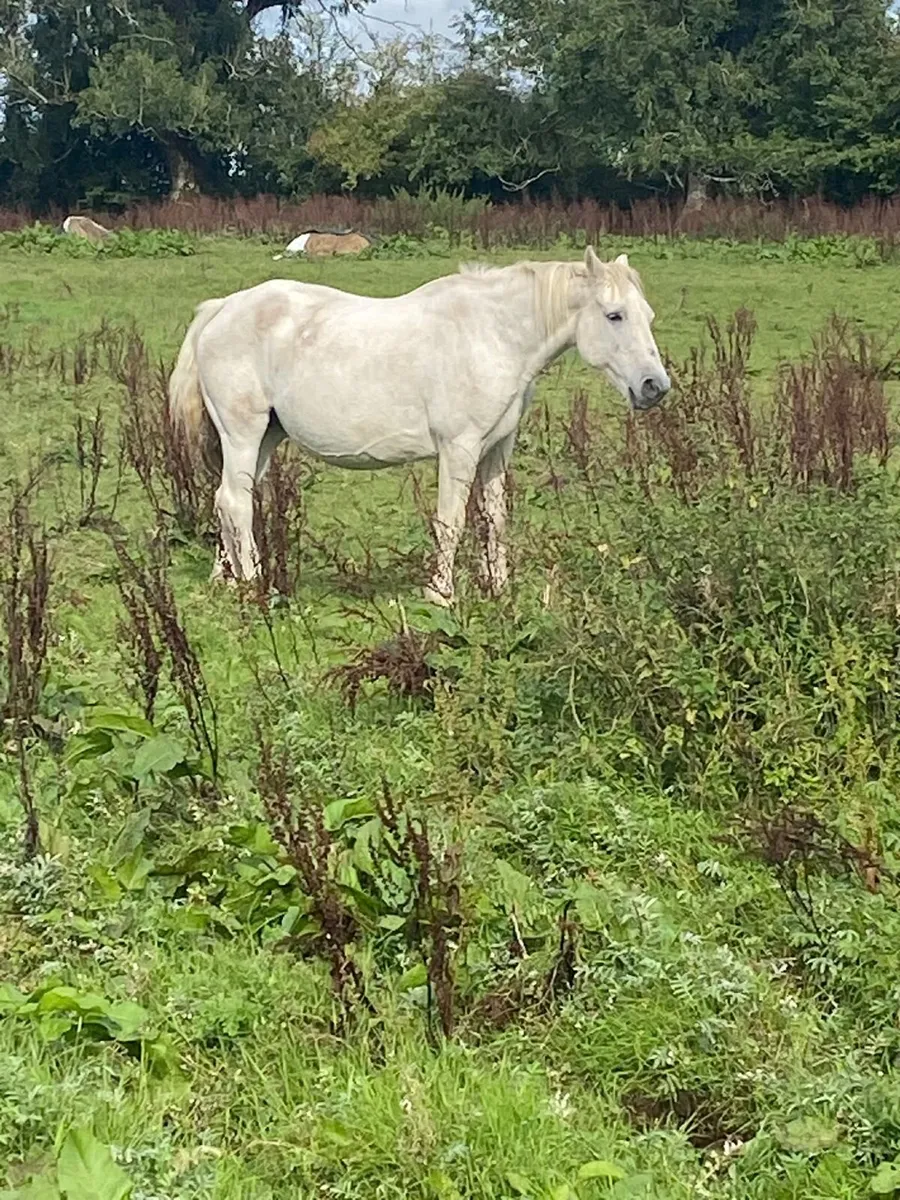 Horse