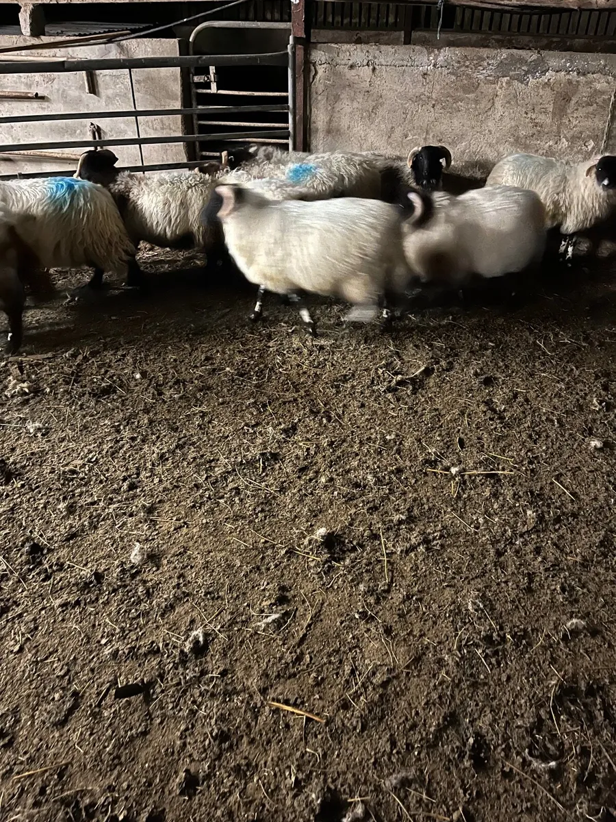 Ram lambs - Image 3
