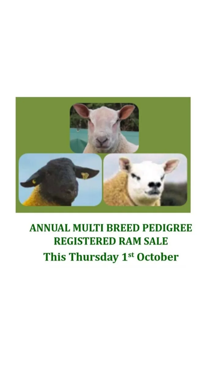 Annual Multibreed Pedigree Registered Ram Sale