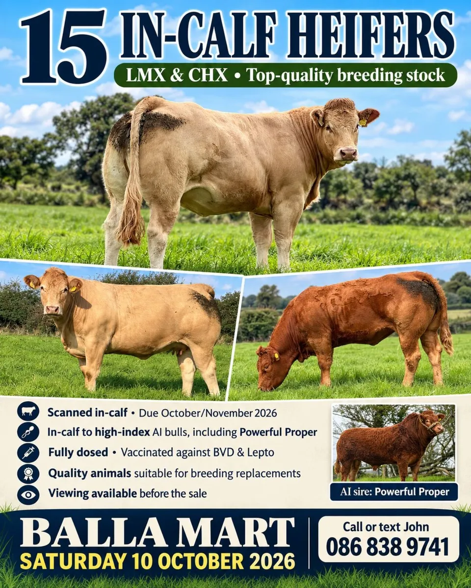 15 In-calf Heifers – Balla Mart Oct 10 - Image 1