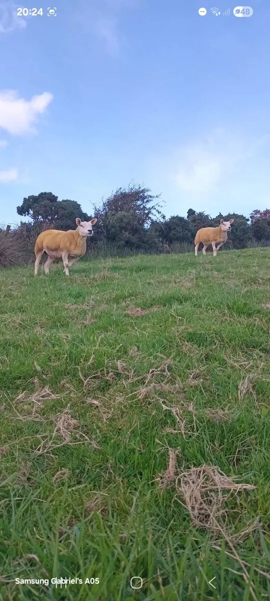 🔥 1 pedigree texel ewe and one none regestered🔥 - Image 1
