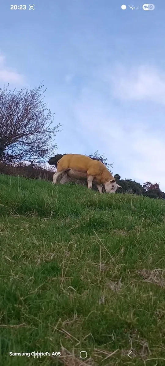 🔥 1 pedigree texel ewe and one none regestered🔥 - Image 2