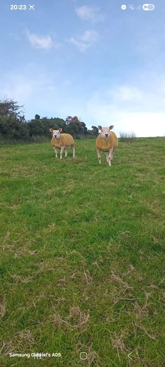 🔥 1 pedigree texel ewe and one none regestered🔥 - Image 3
