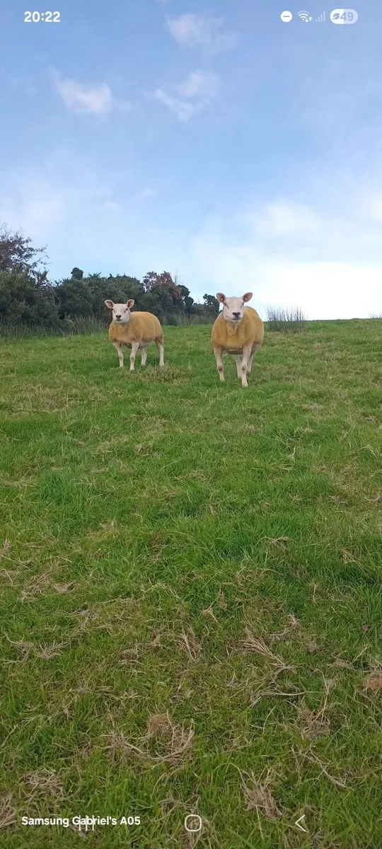 🔥 1 pedigree texel ewe and one none regestered🔥 - Image 4