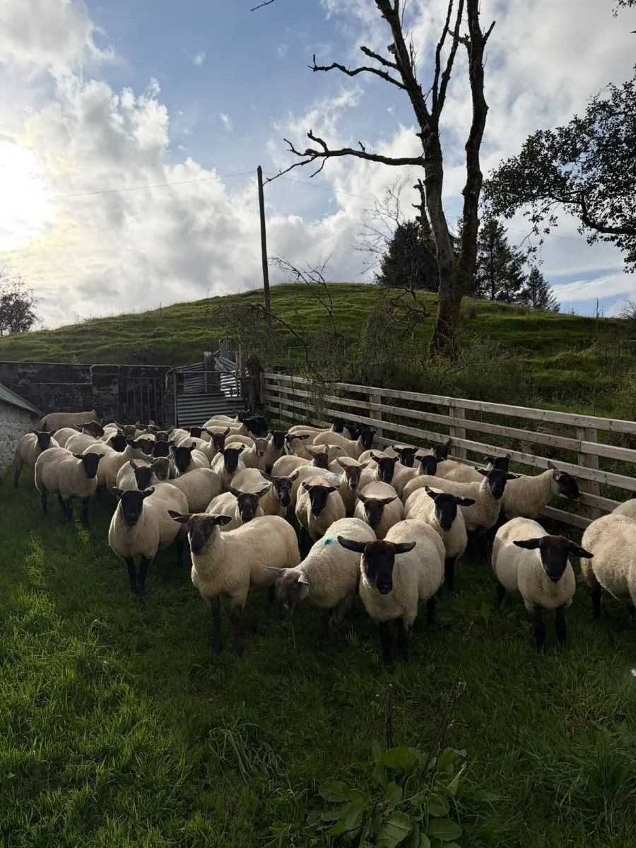 Suffolk and Texel cross Hoggets - Image 1