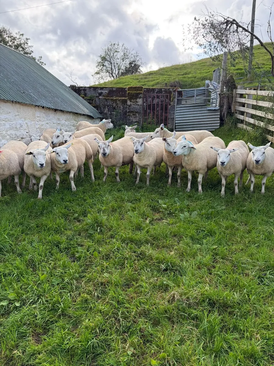 Suffolk and Texel cross Hoggets - Image 2