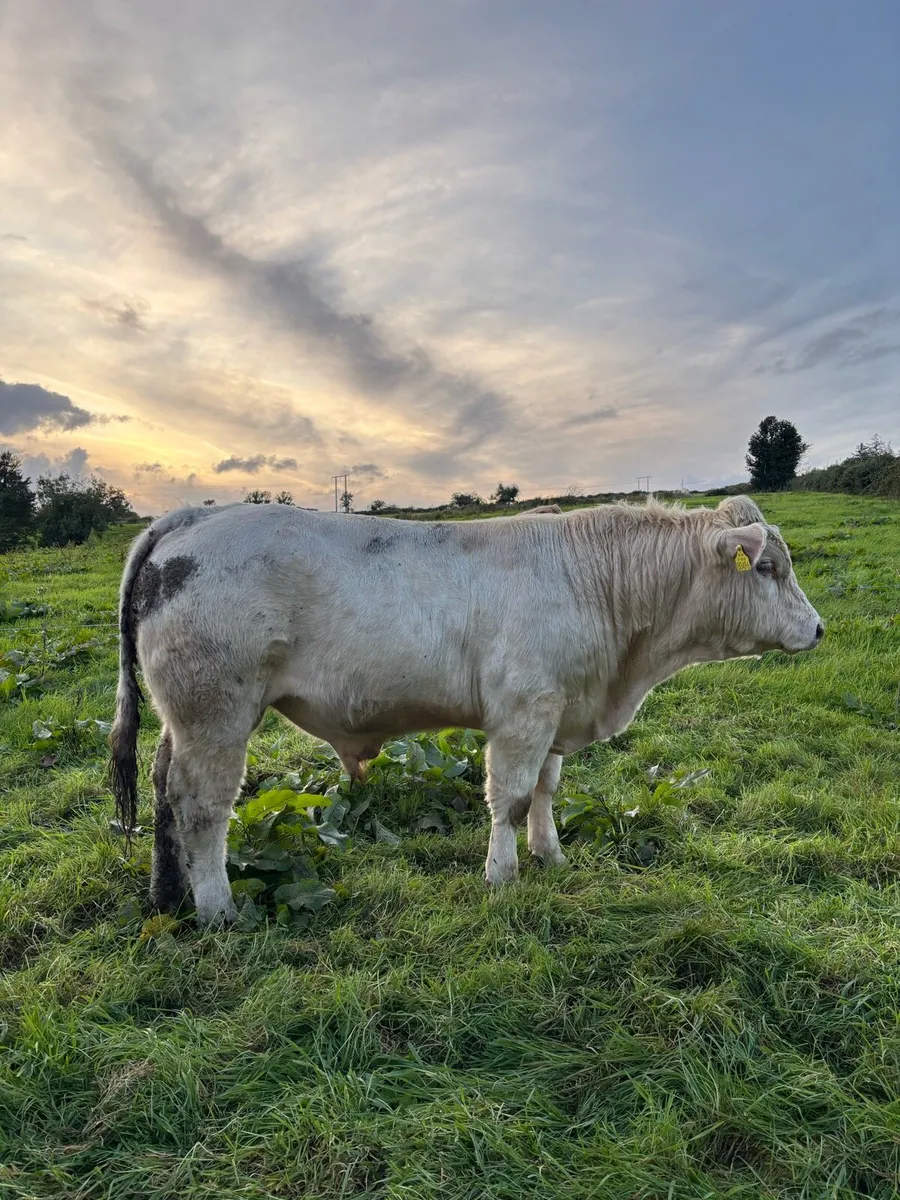 PBR Charolais Bull - Image 2