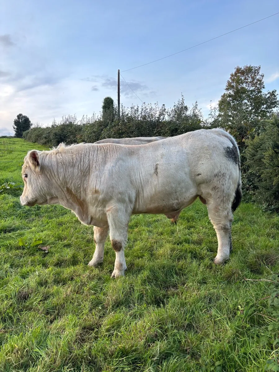 PBR Charolais Bull - Image 3