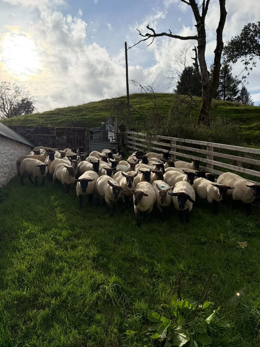 Suffolk and Texel cross Hoggets - Image 3