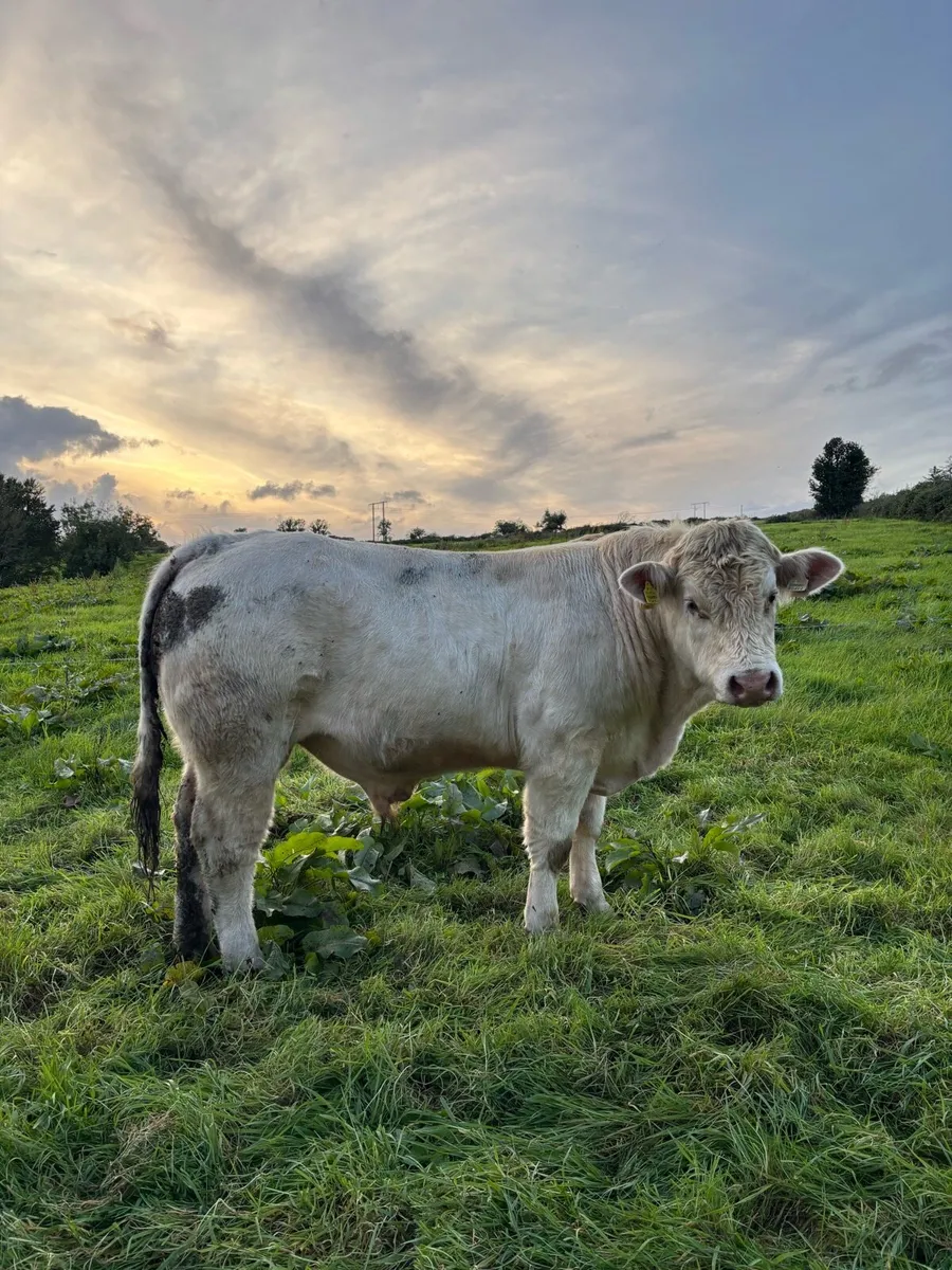 PBR Charolais Bull - Image 1