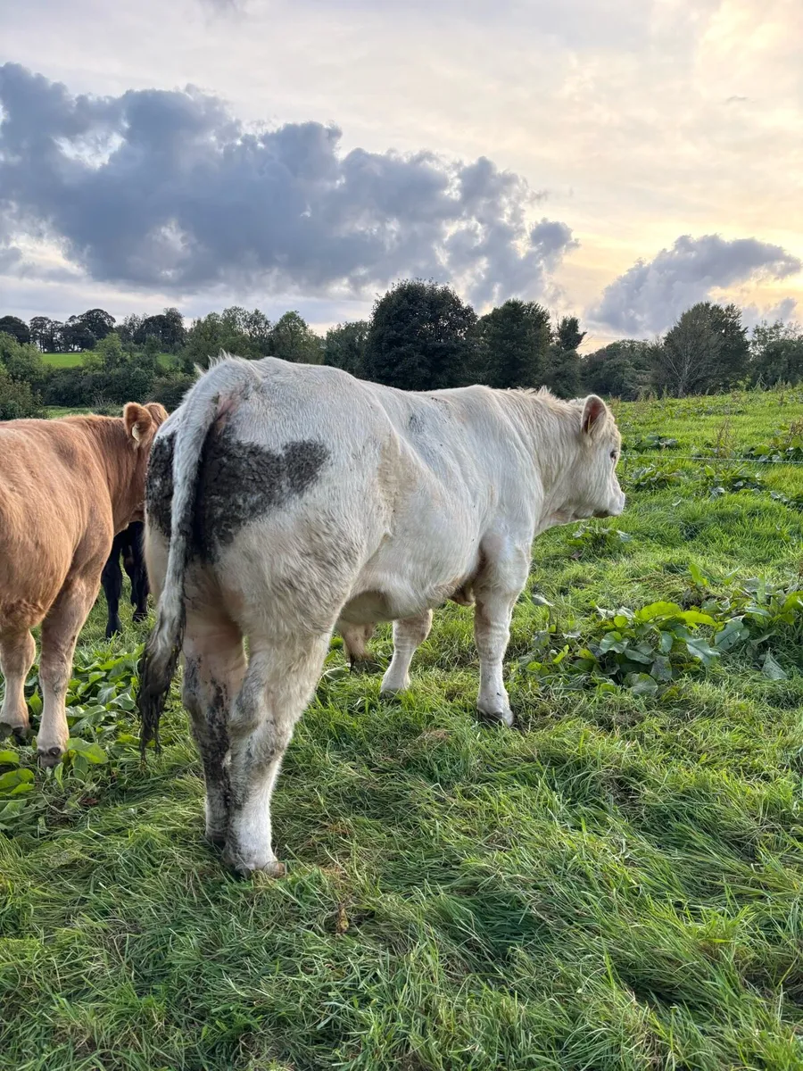 PBR Charolais Bull CARRIGALLEN MART - Image 2