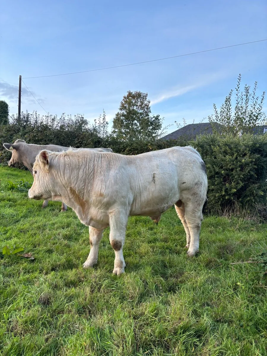 PBR Charolais Bull - Image 4