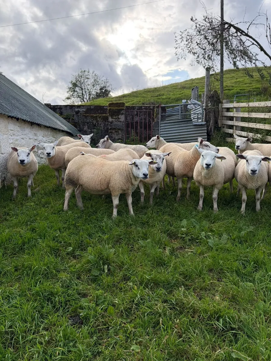 Suffolk and Texel cross Hoggets - Image 4