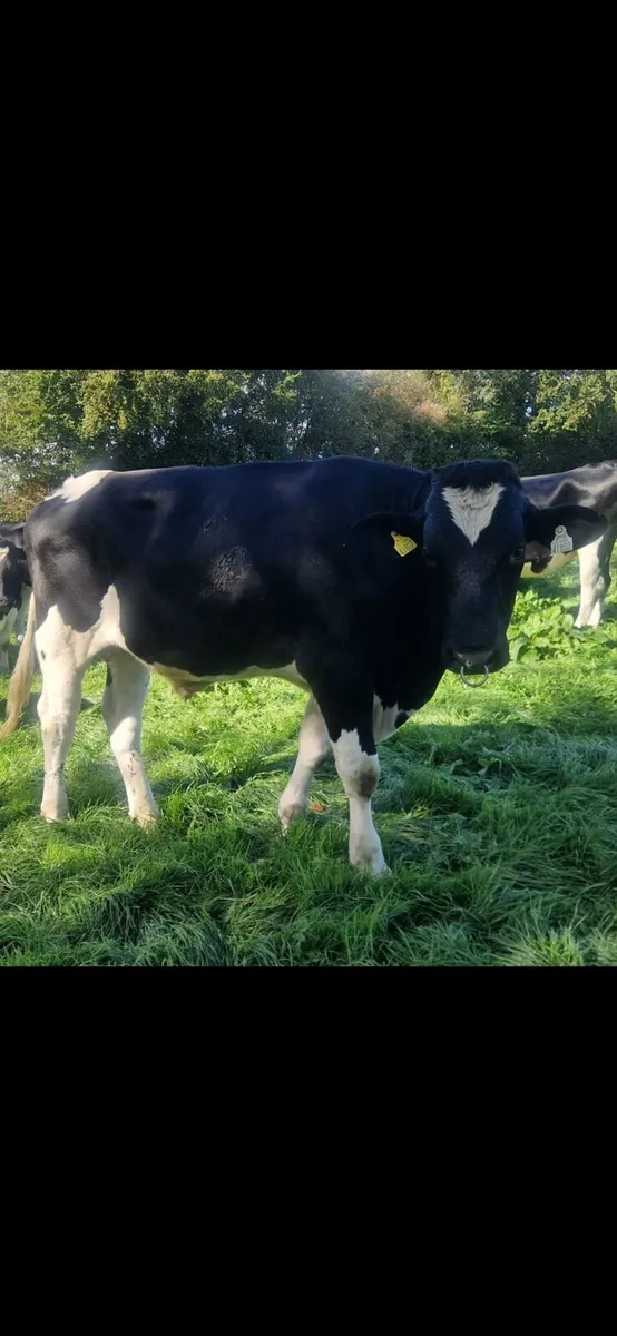 Holstein Fresian Bull - Image 1