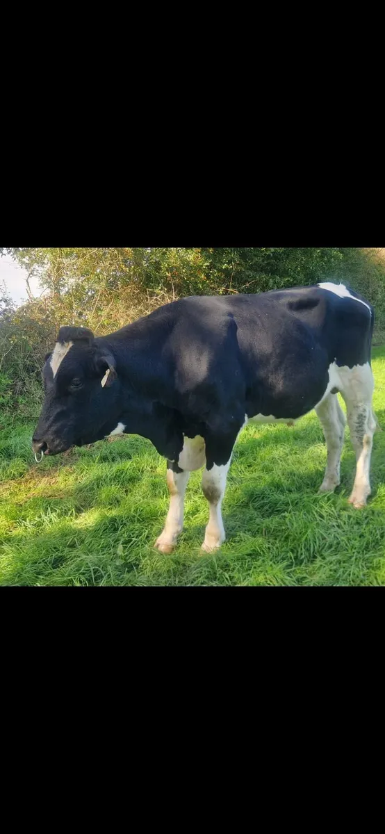 Holstein Fresian Bull - Image 2