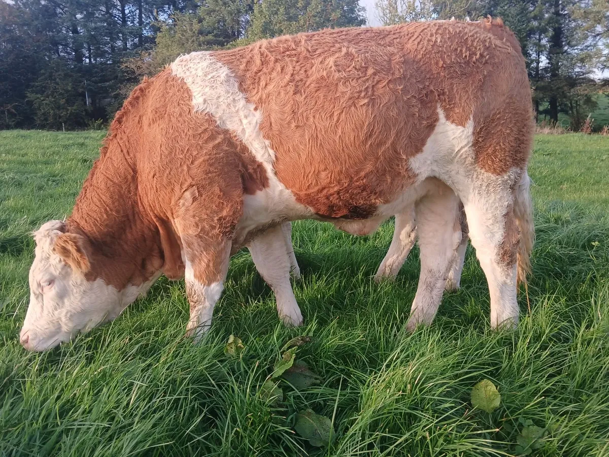 Livestock - Image 1