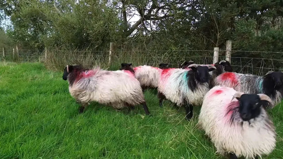 Mayo Blackface ewe lambs - Image 2