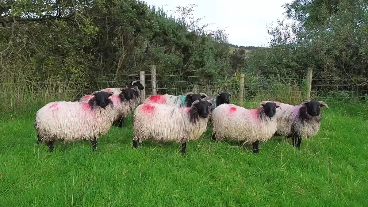 Mayo Blackface ewe lambs - Image 3