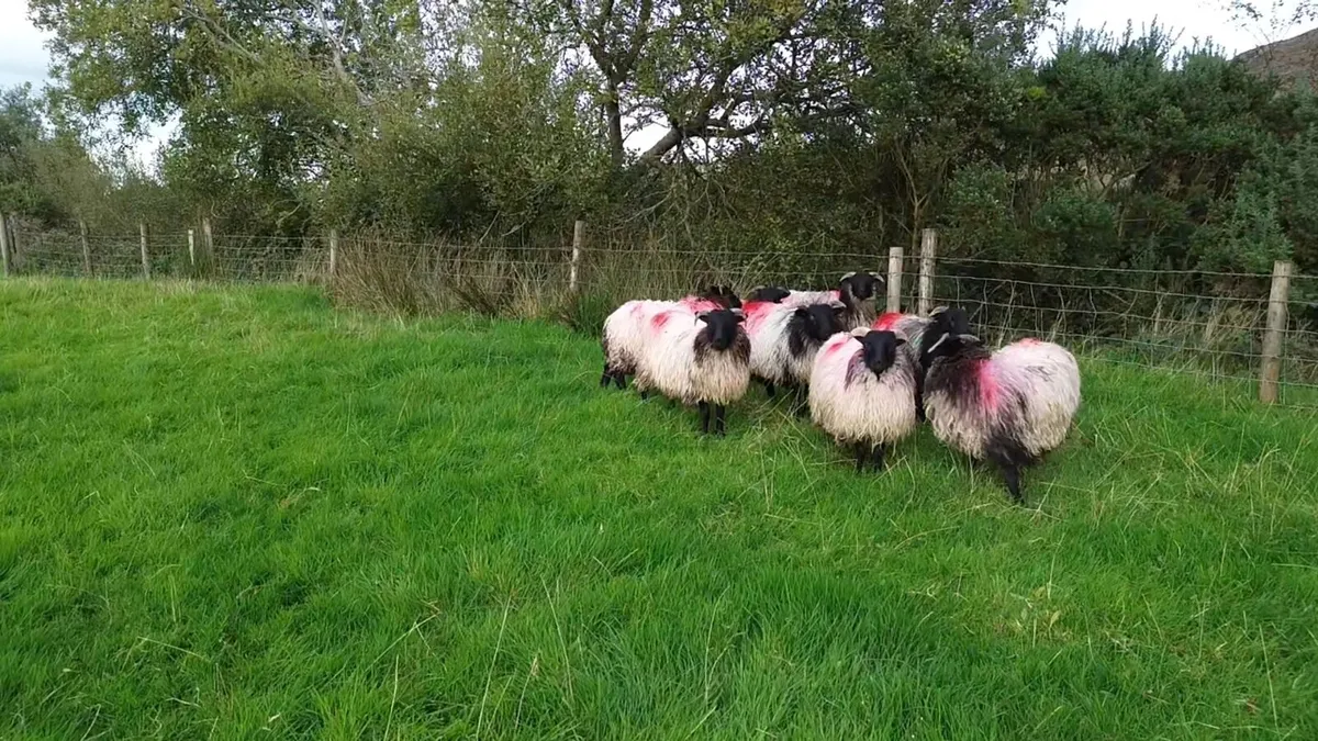 Mayo Blackface ewe lambs - Image 4