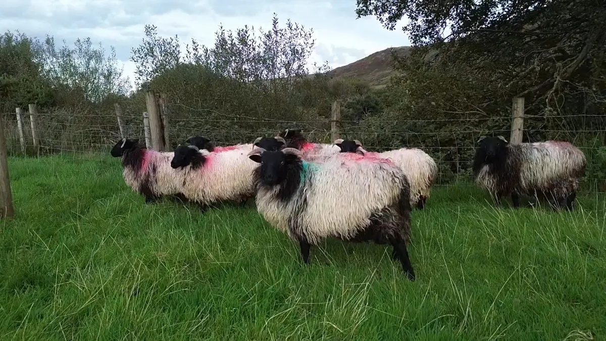 Mayo Blackface ewe lambs - Image 1